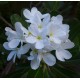  Plumeria obtusa tuberculata