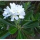  Plumeria obtusa tuberculata