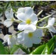 Plumeria rubra 'Hong kong' - Frangipanier