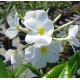 Plumeria rubra 'Hong kong' - Frangipanier