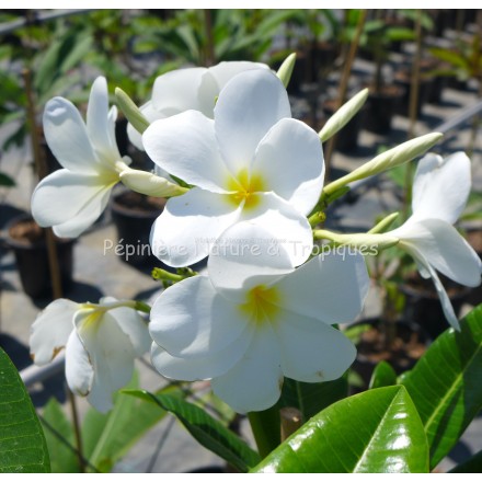 Plumeria rubra 'Hong kong' - Frangipanier