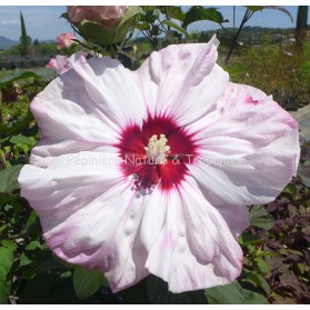 Hibiscus x moscheutos 'Cherry cheesecake'