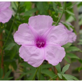 Ipomoea campanulata