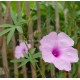 Ipomoea campanulata