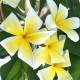 Plumeria rubra 'Lemon Twirl' - Frangipanier Jaune et Blanc
