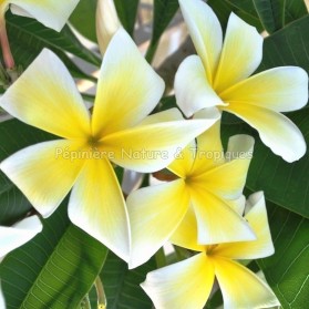 Plumeria rubra 'Lemon Twirl' - Frangipanier Jaune et Blanc