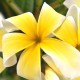 Plumeria rubra 'Lemon Twirl' - Frangipanier Jaune et Blanc