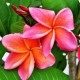 Plumeria rubra 'Kimo Paul' - Frangipanier Orange