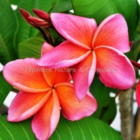 Plumeria rubra 'Kimo Paul' - Frangipanier Orange