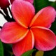 Plumeria rubra 'Kimo Paul' - Frangipanier Orange