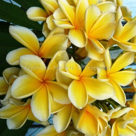 Plumeria rubra 'Heidi Gold' - Frangipanier Jaune