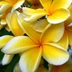 Plumeria rubra 'Heidi Gold' - Frangipanier Jaune