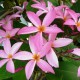 Plumeria rubra 'Multiplicity' - Frangipanier Rose