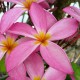 Plumeria rubra 'Multiplicity' - Frangipanier Rose