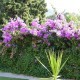 Bougainvillier Spectroglabra