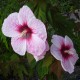 Hibiscus x moscheutos 'Kopper King' - Hibiscus rustique  blanc et rose fushia