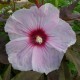 Hibiscus x moscheutos 'Kopper King' - Hibiscus rustique  blanc et rose fushia
