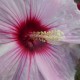 Hibiscus x moscheutos 'Kopper King' - Hibiscus rustique  blanc et rose fushia