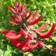 Erythrina x bidwillii - Erythrine rouge