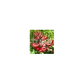 Erythrina x bidwillii - Erythrine rouge