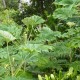 Tetrapanax Papyrifera