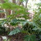 Tetrapanax Papyrifera