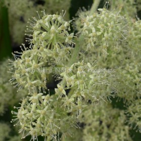 Tetrapanax Papyrifera