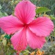 Hibiscus rosa sinensis 'Rosea'