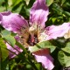 Chorisia speciosa - Arbre Bouteille