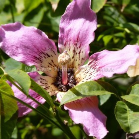 Chorisia speciosa - Arbre Bouteille