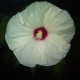 Hibiscus x moscheutos 'Old Yella'