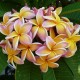 Plumeria x rubra 'California Sunset' - Frangipanier jaune et rose