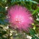 Calliandra Haematocephala 'Rosea'