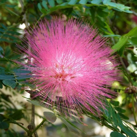 Calliandra Haematocephala 'Rosea'