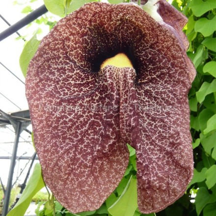 Aristolochia Gigantea