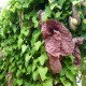 Aristolochia Gigantea