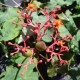 Jatropha podagrica