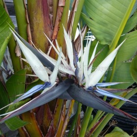 Strelitzia gigantea