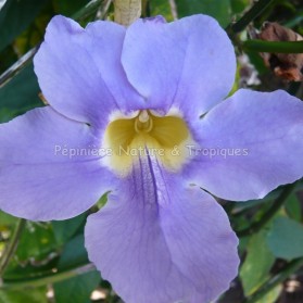 Thunbergia grandiflora