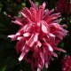 Justicia carnea - Rose