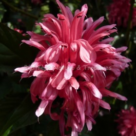 Justicia carnea - Rose