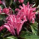 Justicia carnea - Rose