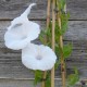 Ipomea cairica 'Alba' - Ipomée blanche