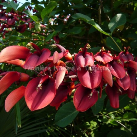 Erythrine crista galli - Eythrine Crête de Coq