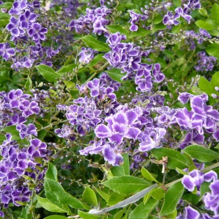 Duranta plumieri 'Thewet' - Vanillier de Cayenne