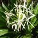 Crinum asiaticum