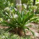 Crinum asiaticum