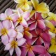 Plumeria rubra- Frangipanier