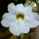 Thunbergia grandiflora 'Alba'