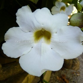 Thunbergia grandiflora 'Alba'